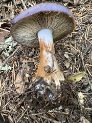 Cortinarius traganus