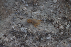 Centruroides exilicauda