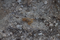 Centruroides exilicauda