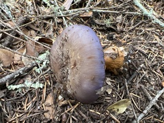 Cortinarius traganus