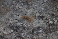 Centruroides exilicauda