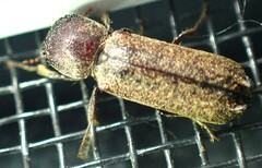 Amphicerus bicaudatus