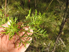 Persoonia virgata