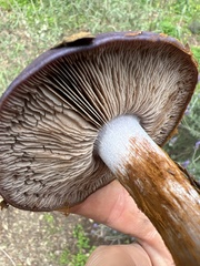 Cortinarius traganus