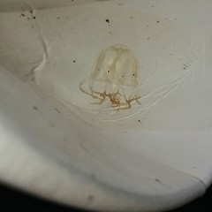 Tripedalia cystophora