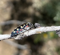 Acmaeodera gibbula