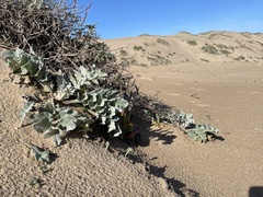 Cirsium rhothophilum