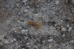 Centruroides exilicauda