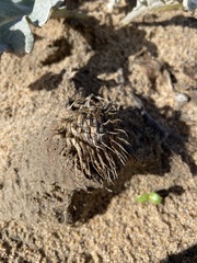 Cirsium rhothophilum