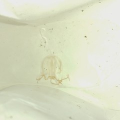 Tripedalia cystophora