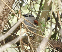 Tchagra australis