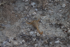 Centruroides exilicauda