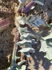 Cirsium rhothophilum