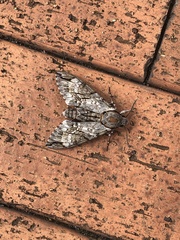 Psilogramma casuarinae