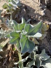 Cirsium rhothophilum