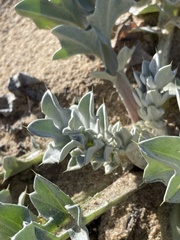 Cirsium rhothophilum