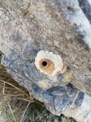 Eumenes mediterraneus