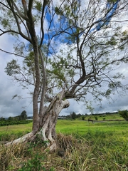 Jacaranda mimosifolia