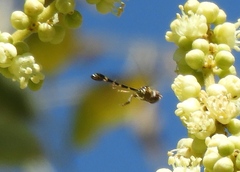Dioprosopa clavata