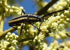 Sphaenothecus trilineatus
