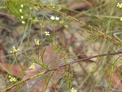 Platysace linearifolia