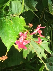 Clerodendrum