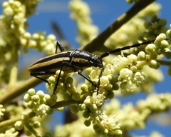 Sphaenothecus trilineatus