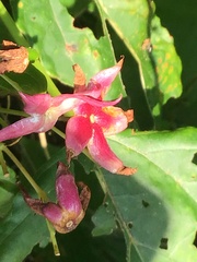 Clerodendrum