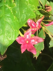 Clerodendrum