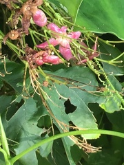 Clerodendrum