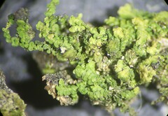 Frullania inflata