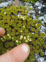 Hectorella caespitosa