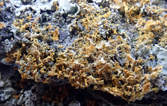 Teloschistes velifer