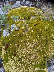 Hectorella caespitosa