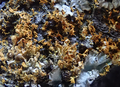 Teloschistes velifer