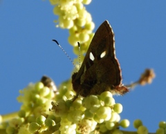 Anteros carausius carausius