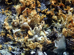 Teloschistes velifer