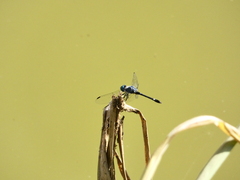 Micrathyria aequalis