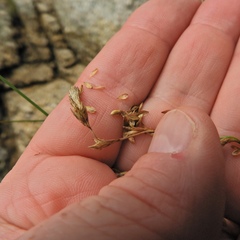 Carex silicea