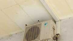 Hirundo rustica rustica