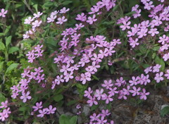 Saponaria ocymoides