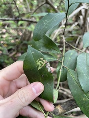 Phytomyza ilicis group