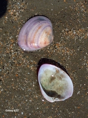 Megapitaria squalida