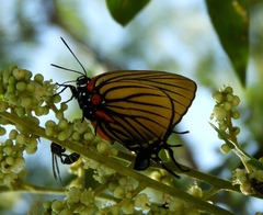 Atlides polybe