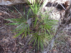 Livistona decora