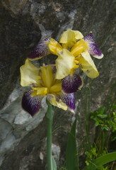 Iris variegata