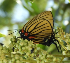 Atlides polybe