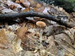 Marasmius sullivantii