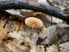 Marasmius sullivantii