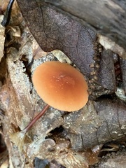 Marasmius sullivantii